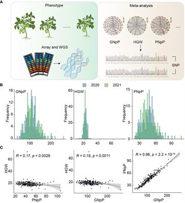 Genome-wide association studies reveal novel QTLs for agronomic traits in soybean